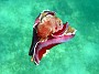 06- Le nudibranche deploie son manteau pour nager - Hexabranchus sanguineus - Ilot Maitre